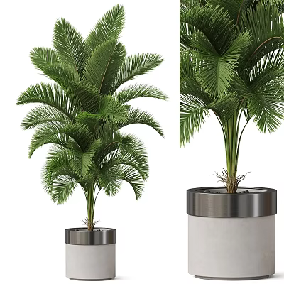 Tropical Green Potted Plant With Large Fronds In Silver Rim White Metal Planter 3d model