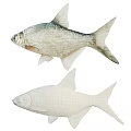 Two Fresh Silver Fish With Shiny Scales Swimming In Clear Water Together