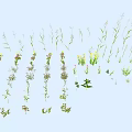 Different Kinds of Flowers and Plants Showcase With Green Foliage And Colorful Blooms