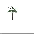 Tall Arbor With Large Fan Shaped Green Leaves And Brown Trunk