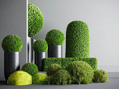 Green Shaped Bonsai Potted Plants In Black Pots With Various Sizes And Indoor Gray Wall 3d model