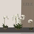 Decorative Potted Bonsai Plants With White Orchids In Brown Pots On Light Table