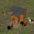 Reptile Living Near Wooden Chicken Coop With Chickens And Dog