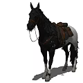 Black Mane Horse Standing With Saddle And Equipment On Body