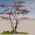 Arbor in Natural Setting with Slender Trunks Red Brown Leaves Green Grass and Stones