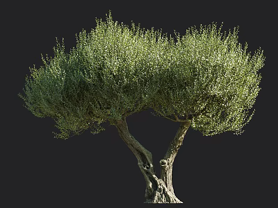 Olive Tree With Twin Gnarled Trunks And Lush Green Foliage Canopy 3d model