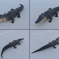 Detailed Aquatic Animal Crocodile Model Displayed From Multiple Angles With Realistic Features