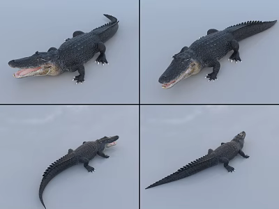 Detailed Aquatic Animal Crocodile Model Displayed From Multiple Angles With Realistic Features 3d model