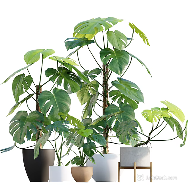 Monstera Potted Plants With Lush Green Leaves In Various Colored Pots 3d model 
