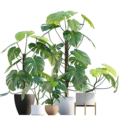 Monstera Potted Plants With Lush Green Leaves In Various Colored Pots 3d model