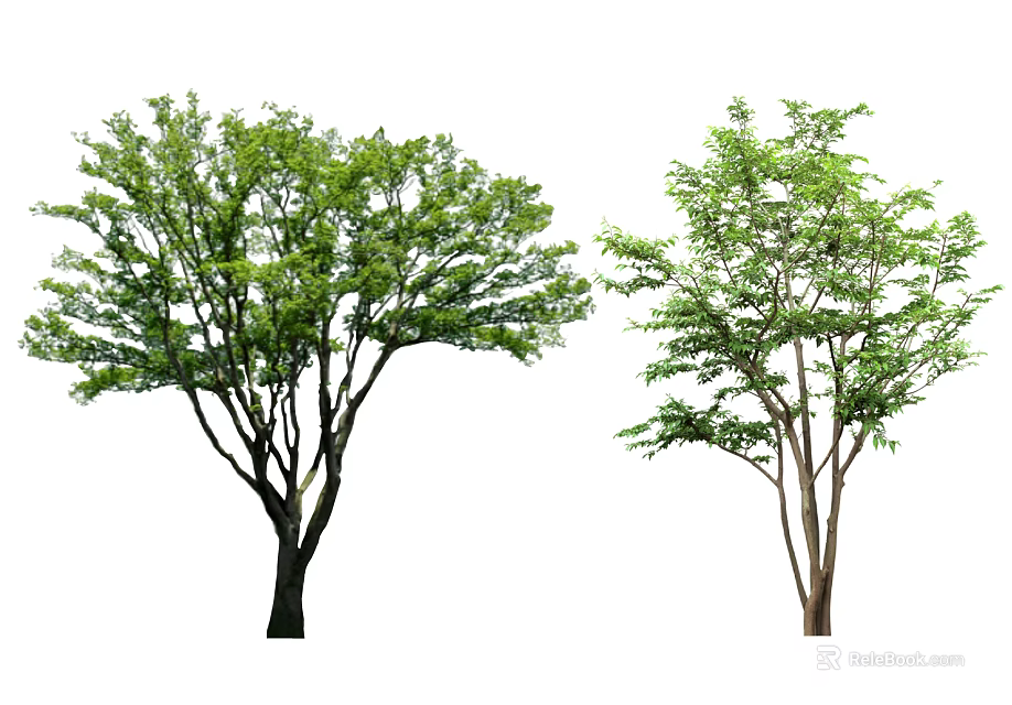 Two Trees With Different Trunk Colors And Lush Green Foliage 3d model 