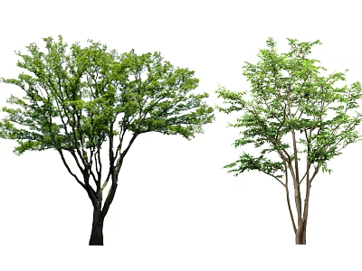 Two Trees With Different Trunk Colors And Lush Green Foliage 3d model
