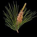 Pine Branch With Green Needles And Brown Cones On Black Background