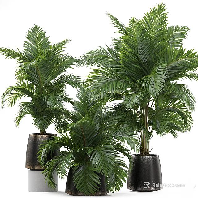Lush Green Palm Shrubs In Black Pots For Indoor Decoration 3d model 