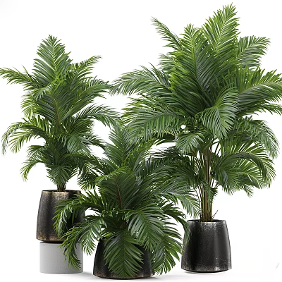 Lush Green Palm Shrubs In Black Pots For Indoor Decoration 3d model
