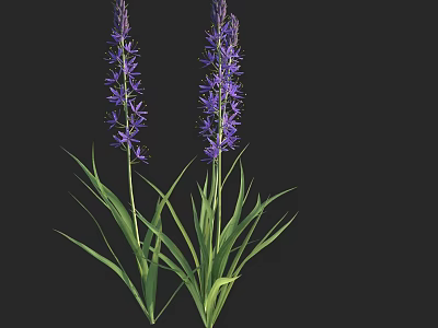 Tall Purple Flowers With Green Leaves And Stems Against Black Background 3d model