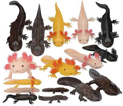 Multiple Aquatic Axolotls In Black Yellow Pink Colors With Red Feathery Gills 3d model Multiple Aquatic Axolotls In Black Yellow Pink Colors With Red Feathery Gills 3d model