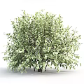 Three Lush Green Leafy Shrubs with Dense Foliage for Garden Landscaping Design