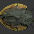 Dark Green Beetle With Orange Yellow Spots Oval Shaped Body Legs And Antennae