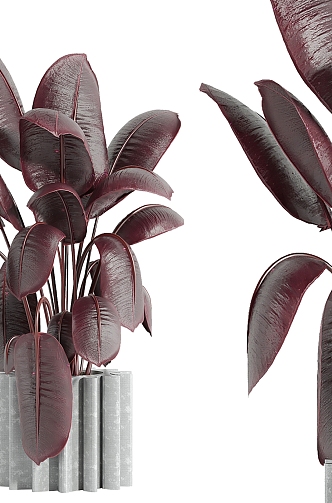 Indoor plants 3d model