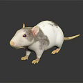 White and Gray Rat with Pink Ears and Paws on Dark Shiny Surface