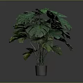 Monstera Plant With Large Green Leaves In Metallic Pot Against Grey Background