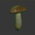 Fresh Wild Mushroom Plant with Brown Cap and Textured White Stem
