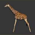 Giraffe with Brown and White Spots Long Neck Standing on Dark Background