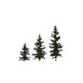 Tall Himalayan Cedar Trees In Various Views With Lush Evergreen Foliage