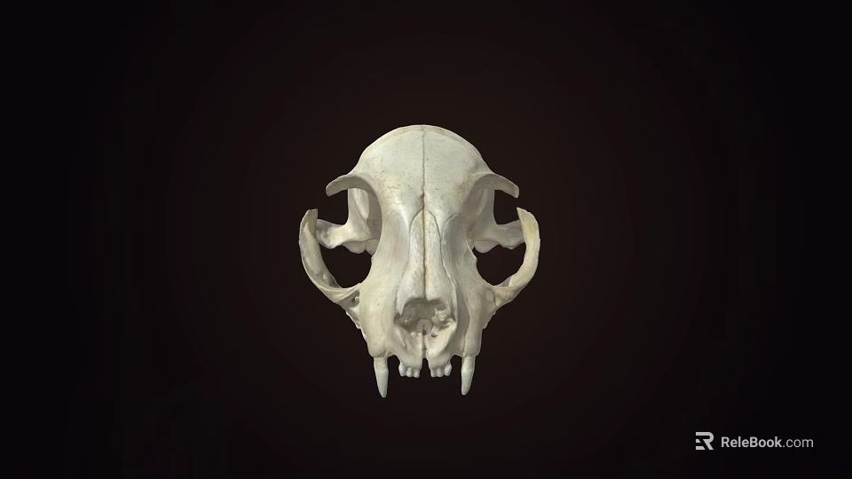 Detailed Animal Skull with Visible Teeth and Eye Sockets on Dark Background 3d model 