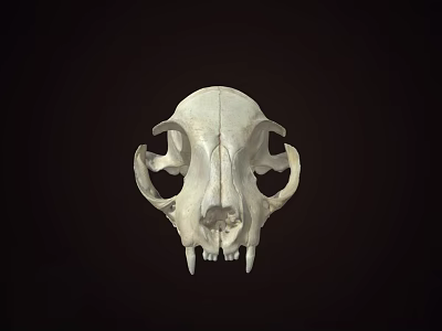 Detailed Animal Skull with Visible Teeth and Eye Sockets on Dark Background 3d model