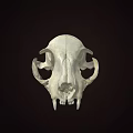 Detailed Animal Skull with Visible Teeth and Eye Sockets on Dark Background