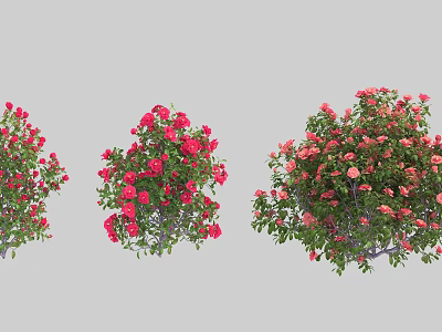 Colorful Flowering Shrubs With Red Pink Blooms And Lush Green Leaves 3d model