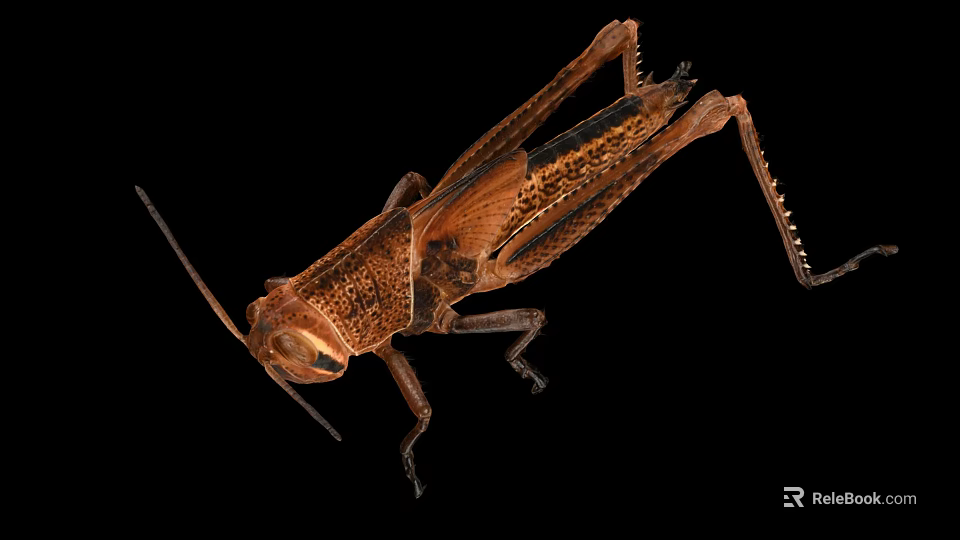 Brown Grasshopper Detailed Body Structure With Natural Texture On Black Background 3d model 