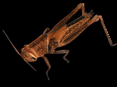 Brown Grasshopper Detailed Body Structure With Natural Texture On Black Background 3d model