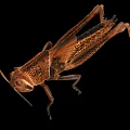 Brown Grasshopper Detailed Body Structure With Natural Texture On Black Background 3d model