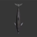 Realistic 3D Rendered Dolphin Model With Smooth Grayish Texture And Reflection