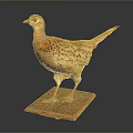 Taxidermy Pheasant Bird Standing on Wooden Base with Natural Feather Details
