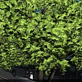 Birds Eye View Planning of Modern Commercial Building with Glass Facade Greenery and Roads