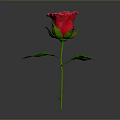 Red Rose Plant With Green Leaves And Stem On Gray Background