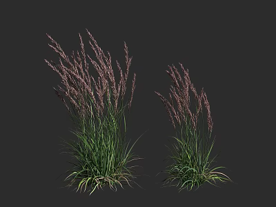 Green Leafy Shrubs With Purple Flower Spikes In Dark Background 3d model