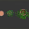 Pothos Plants in Terracotta Pots with Long Green Vines and Lush Leaves