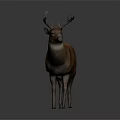 Realistic Brown Deer With Antlers Standing Against Gray Gradient Background 3d model