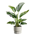 Three Potted Green Plants With Large Leaves In White Pots For Home Decor