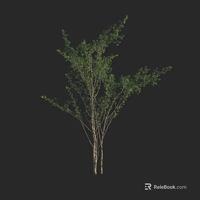 Birch Tree with Green Leaves and White Trunks on Black Background 3d model