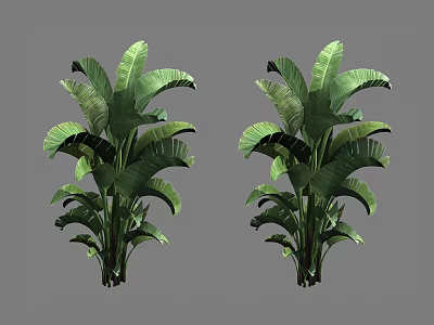 Two Lush Green Trees With Large Broad Leaves And Healthy Green Stems 3d model