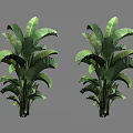 Two Lush Green Trees With Large Broad Leaves And Healthy Green Stems