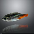 Small Silver Fish With Iridescent Scales And Bright Red Tail On Dark Background