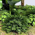 Lush Tropical Plants With Large Green Leaves And Various Foliage In Garden
