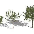 Three Green Leaf Trees With Trunk And Shadows In Sunlight 3d model